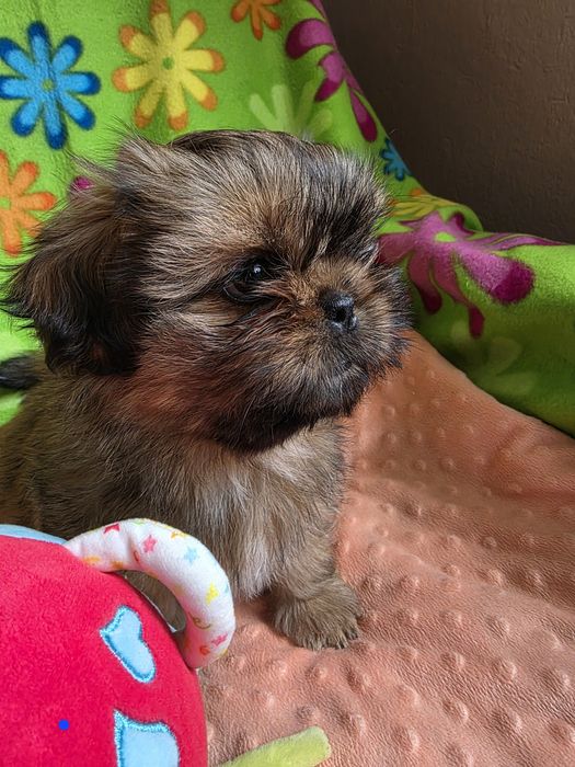 CELESTYNKA gotowa do odbioru