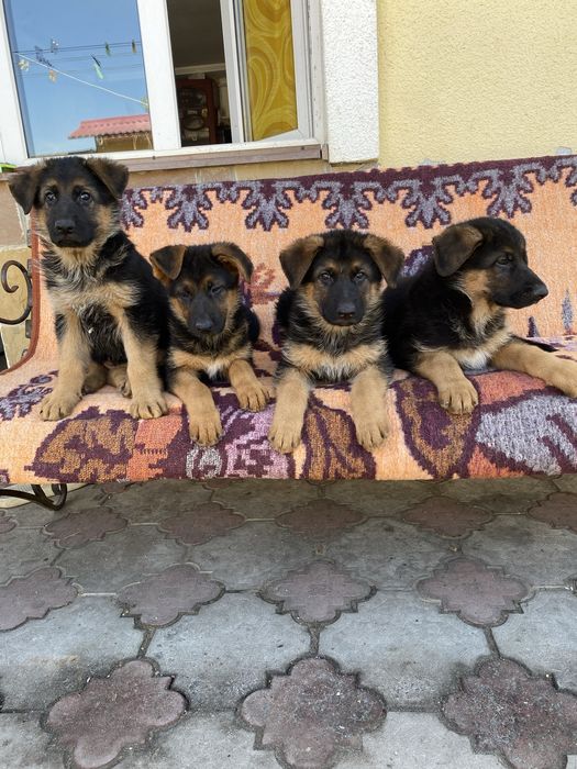 Цуценята німецької вівчарки