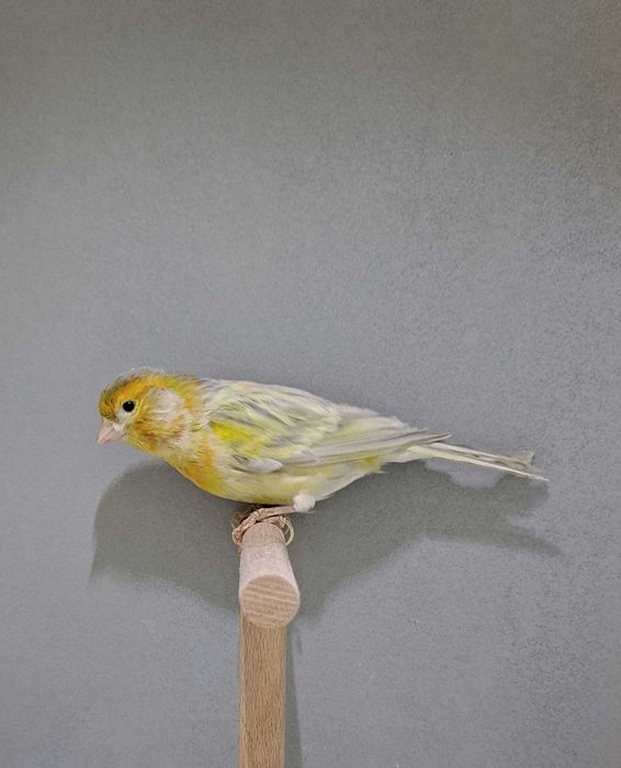 kanarek Biały agat żółta mozaika samiec