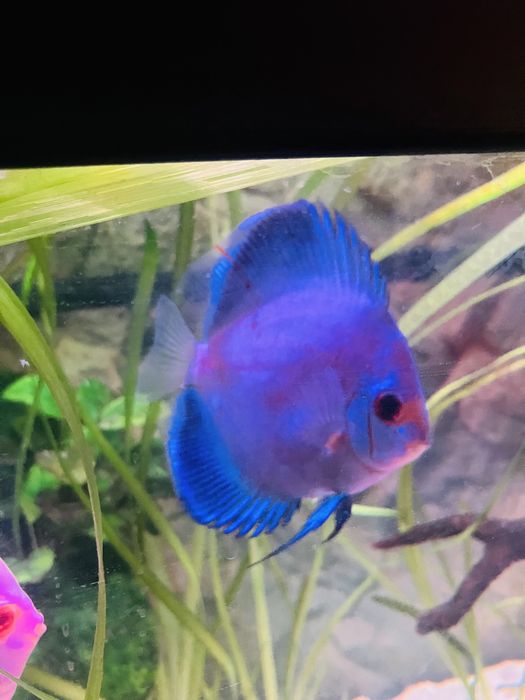 Discu blue diamond 8/9cm