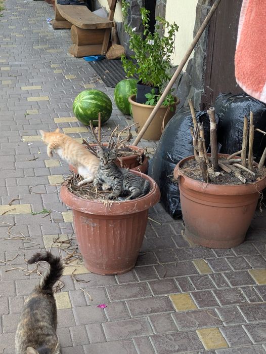 Віддам котяток) двоє рижих і один сірий