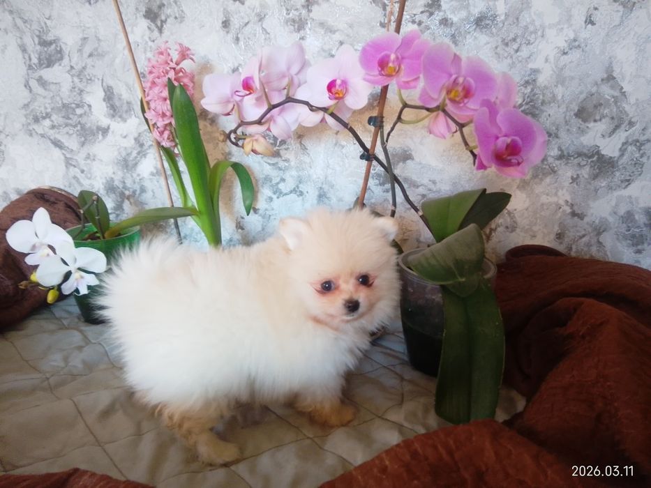 Померанський шпіц готовий до продажу