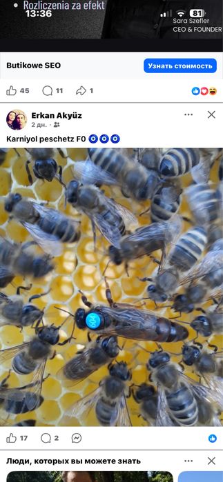 Sprzedam Matki pszczele (NU)
