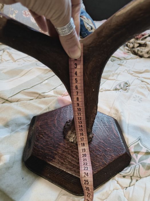 Рога оленя на дерев'яній основі