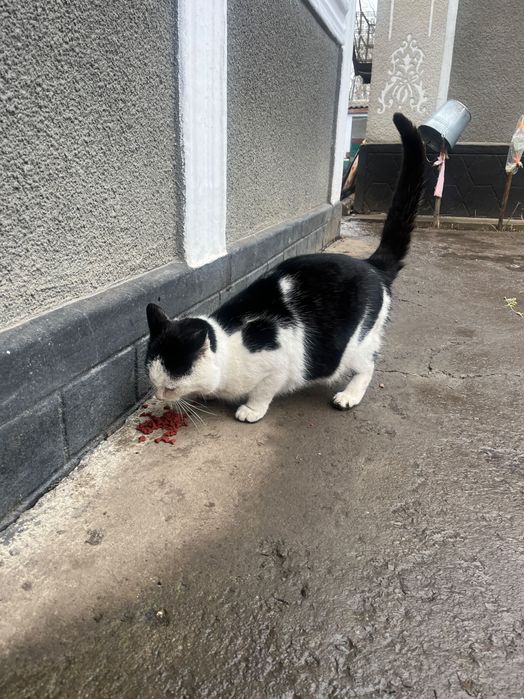 Котик до року  кіт