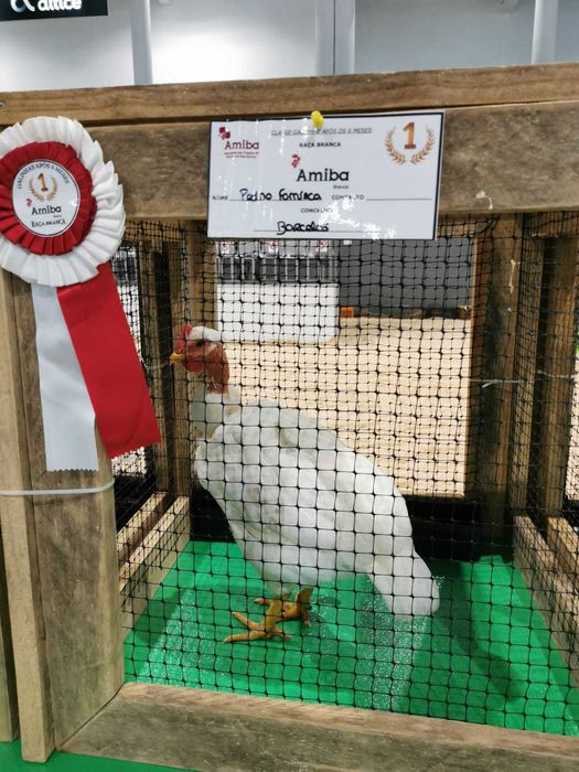 Ovos de Galinha Branca Portuguesa