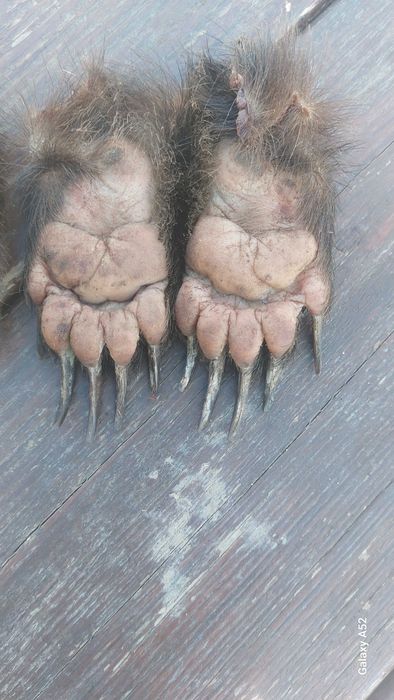 Продам кігті  когті лапки борсука _ барсука .