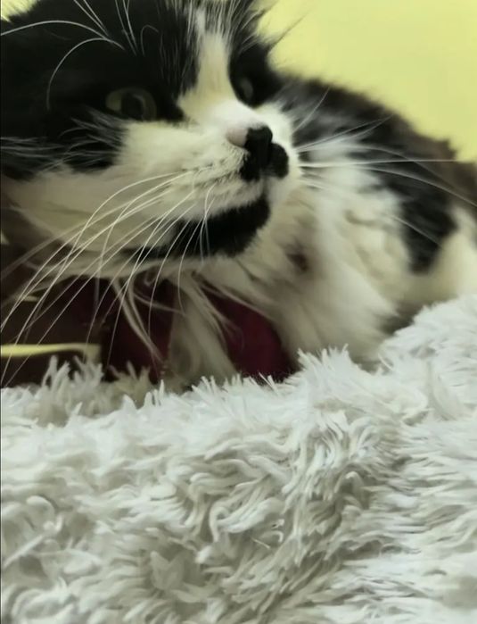 Отдам даром в добрые руки пушистого черно-белого котика