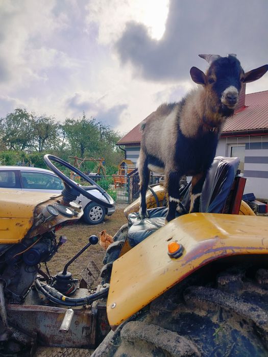 Sprzedam Kozy miniatura