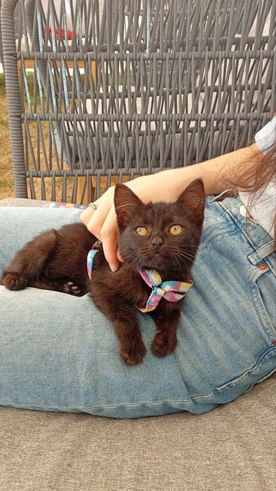 Кошеня , дівчинка