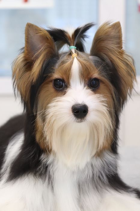 Цуценя підрощенне хлопчик бівер йорк з документами КСУ