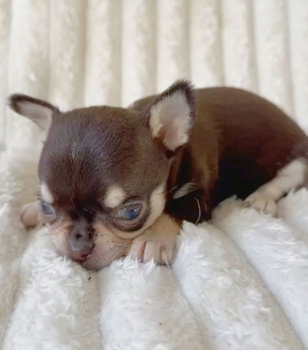 Chihuahua  Super Mini. Menino  Chocolate and Tan.Cabeça de maçã.