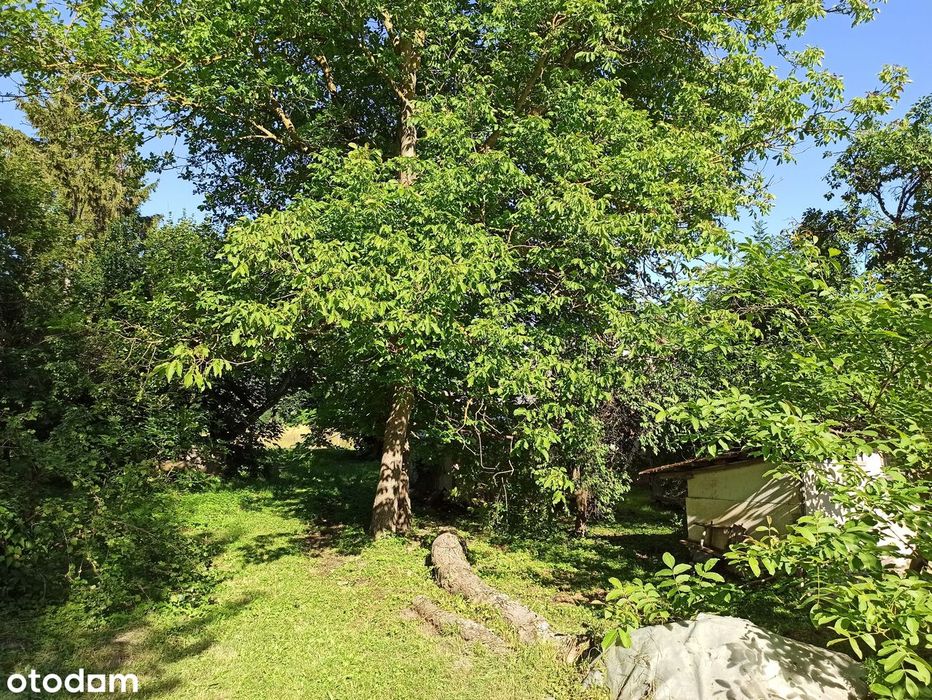 Działka 4400 m²  Dom + murowany budynek gospodarczy