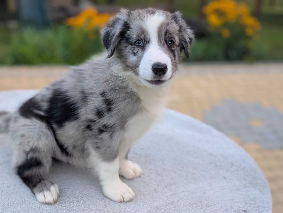 Border Collie samiec pies blue merle przebadani rodzice do odbioru