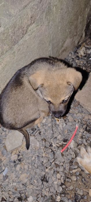 Віддам в хороші руки цуценя, песика