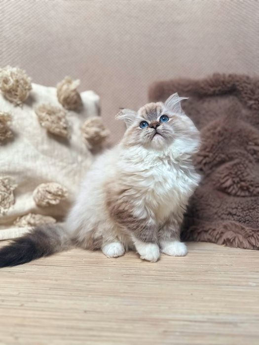 Kocurek Ragdoll Hades n 04 21