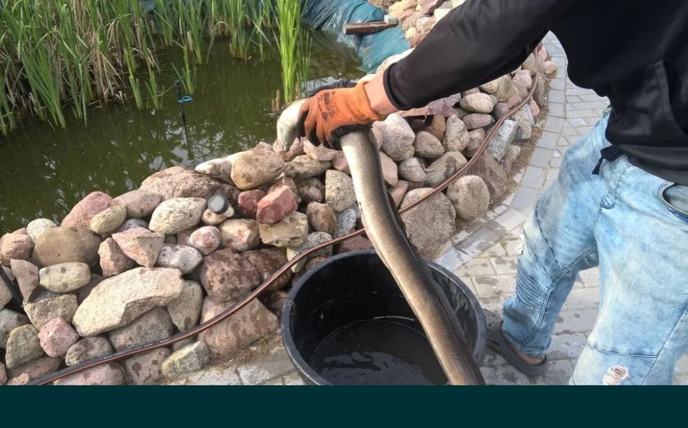 Вугор європейський зарибок