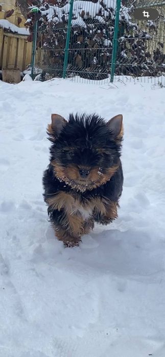Пропонуємо неймовірно красивого хлопчика породи йоркширський тер'єр