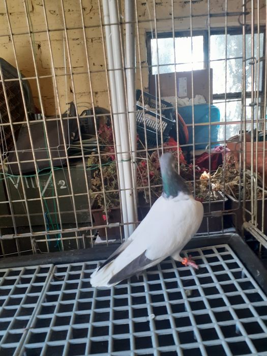 Golebie budapeszty samice