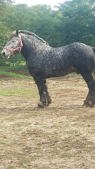 Першерон на паровку