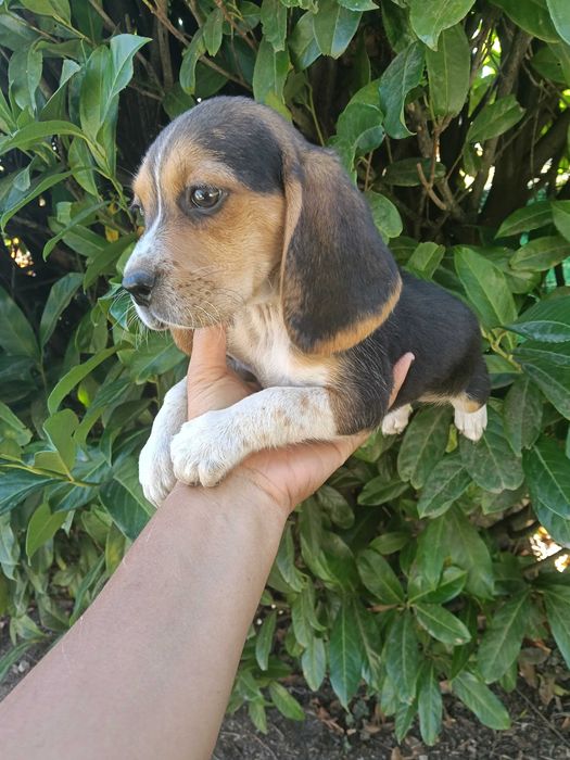 Beagle macho  dois meses