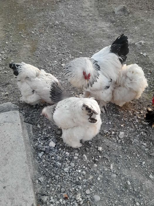 Інкубаційні ІЯ брама світла