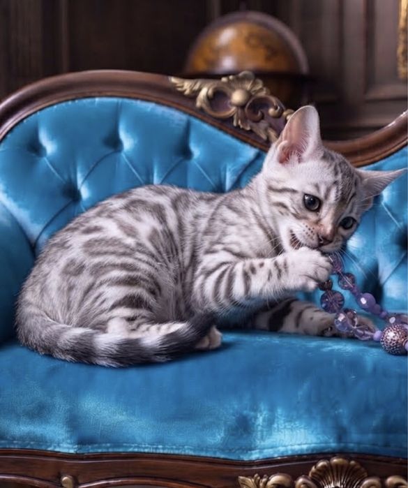 Яскравий бенгальський котик,Mink