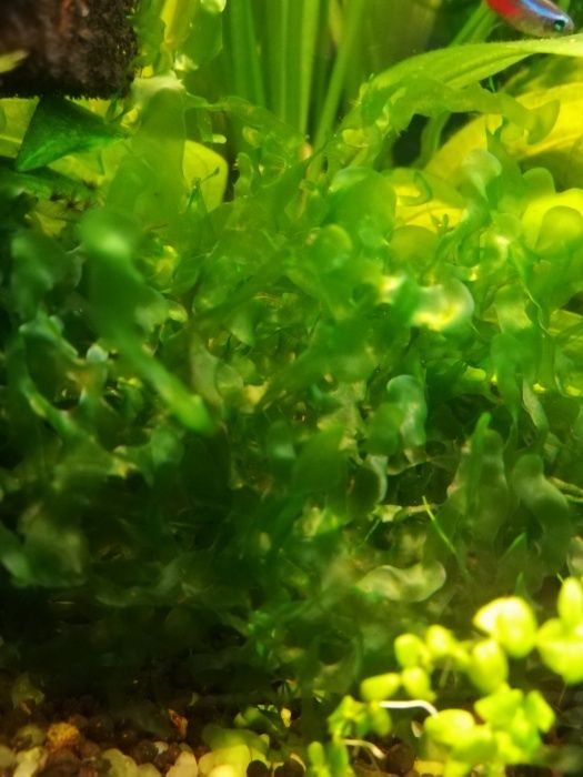 Pelia wątrobowiec roślina akwariowa