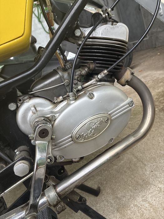 Sachs andorinha amarela