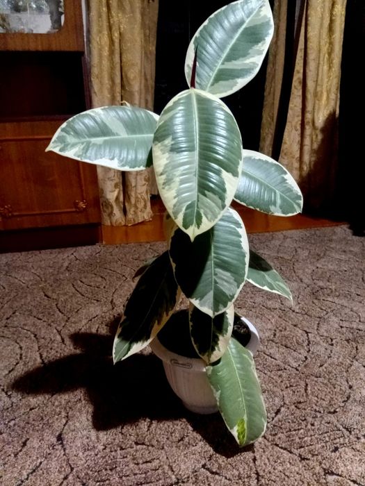 Продам фікус каучиконосний.