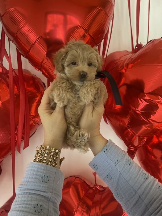 VIP Мальтипу F1  Дівчатка та хлопчик — краса з характером