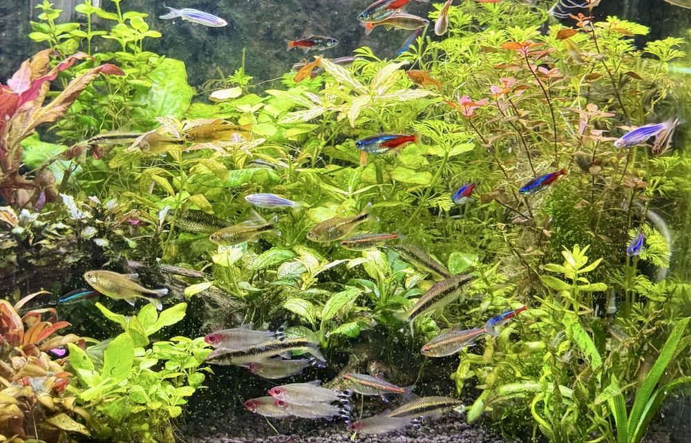 Rosliny akwariowe, mech akwariowy