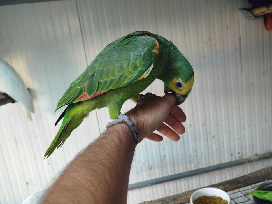 Amazona ochrocephalas - aestivas - amazónicos  - 2026