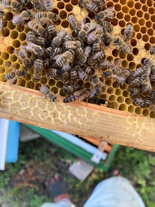 Відводки бджолині