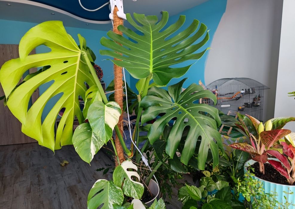 Кімнатна рослина Монстера делікатесна monstera deliciosa