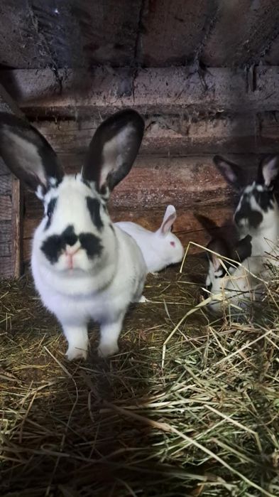 Króliki, króle, królik