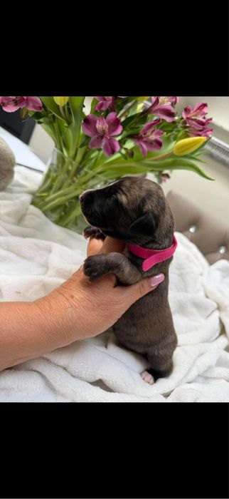 Whippet chart suczka