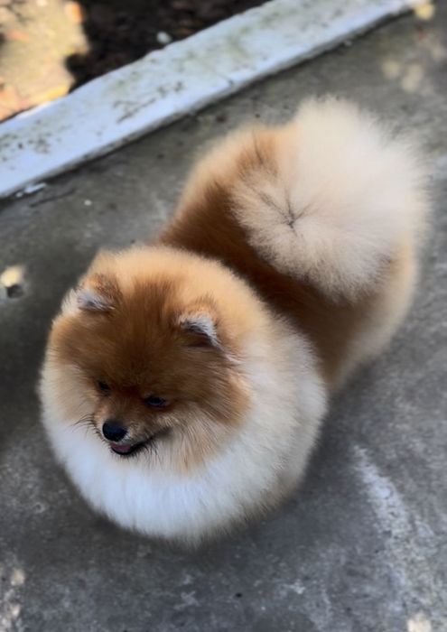 Щенки померанского шпица