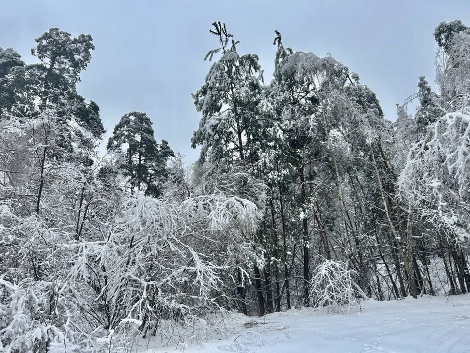 Земельна ділянка 2 Га!!! Копилів ! Терміново!