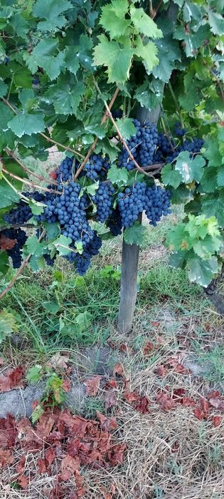 Vende uvas jaen.