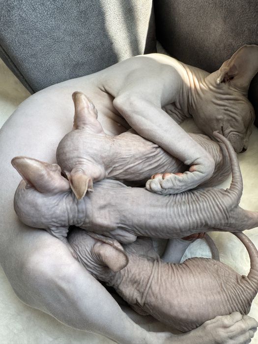 Канадський сфінкс дівчата