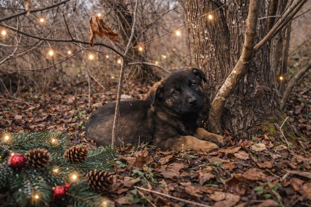 Отдам даром в добрые руки щенков метисы овчарки