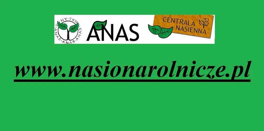 Pszenica jara przewódka Kwalifikowany materiał siewny C1 WPB Pebbles