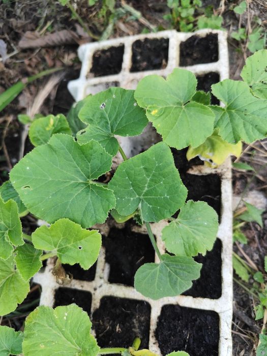 Pés de abóbora gigante