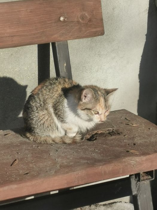 Oddam małe kotki za darmo!