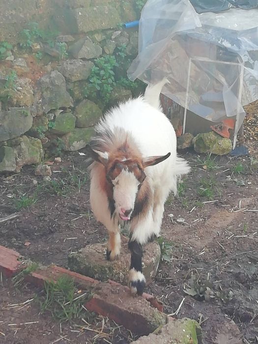 Animal quintal  cabrito