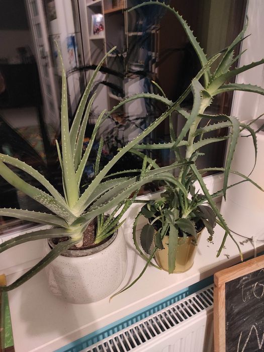 Pilne Oddam kwiaty za darmo