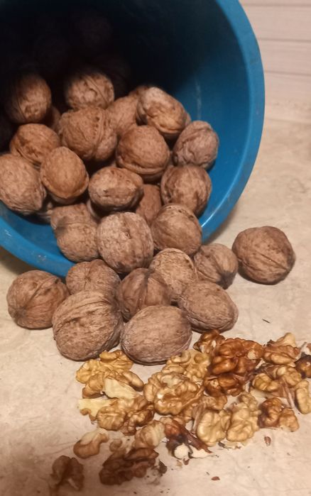 Продам грецький  горіх