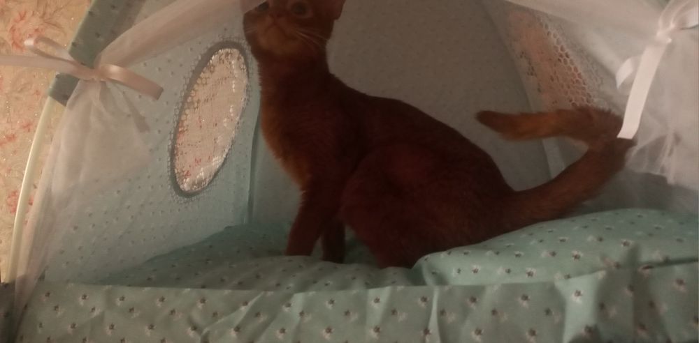 Абиссинский котёнок девочка
