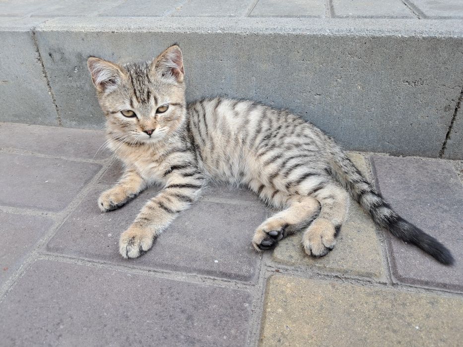 Кошенята шотландці